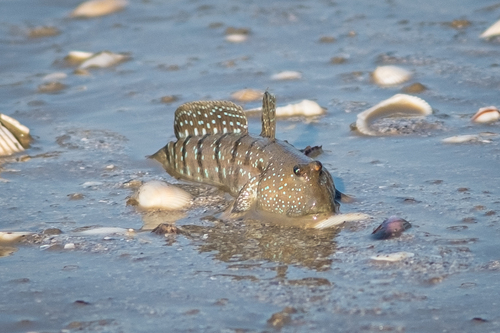 Boleophthalmus boddarti