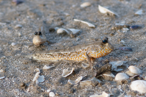 Periophthalmus chrysospilos