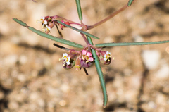 Euphorbia florida