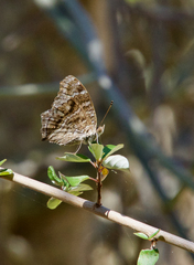 Junonia rhadama