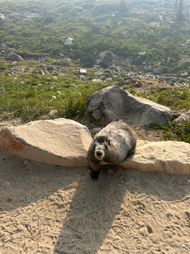 Hoary Marmot observed by sarahpei