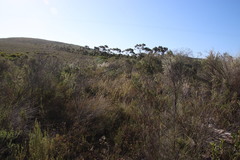 Thamnochortus fruticosus