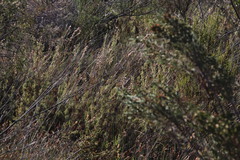 Thamnochortus fruticosus