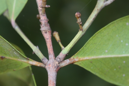 Pleurostylia opposita observed 2025-09-13