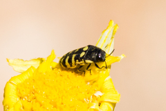 Acmaeodera alicia