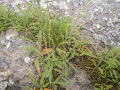 Poa glauca