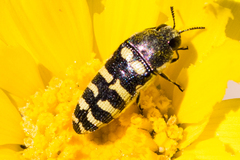 Acmaeodera alicia