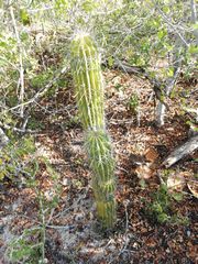Cephalocereus nudus