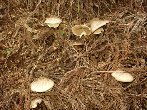 Volvariella volvacea