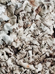 Fungi