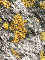 Fungi