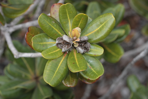 Xanthostemon pubescens observed 2025-09-13