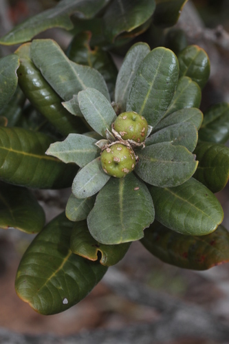 Xanthostemon pubescens observed 2025-09-13