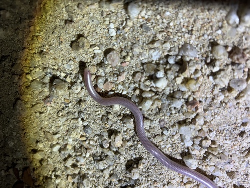 Photo of a Boettger's Cape Thread Snake (Rena boettgeri)