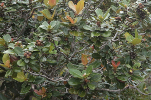 Xanthostemon pubescens observed 2025-09-13