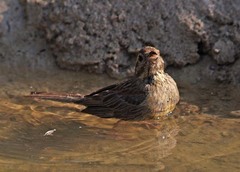Emberiza cirlus