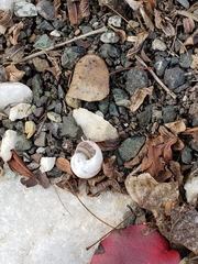 Cornu aspersum