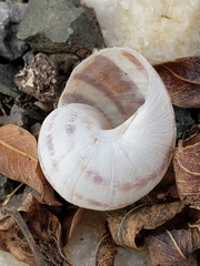 Cornu aspersum