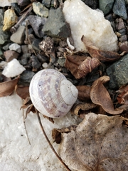 Cornu aspersum