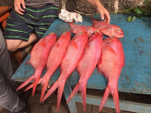 Photo of Splendid alfonsino (Beryx splendens)