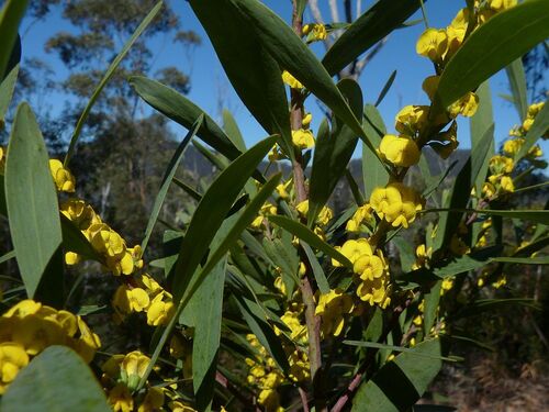 Daviesia suaveolens, 2025-10-14
