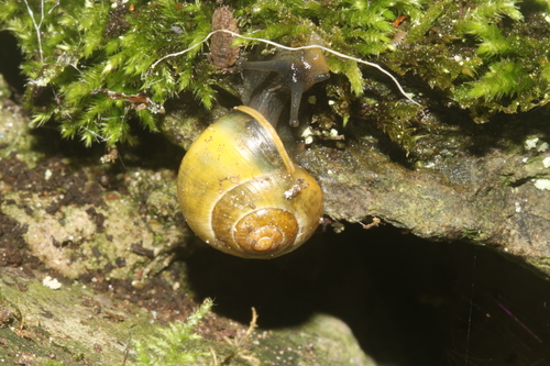 Cepaea