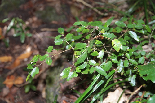 Pseuderanthemum repandum observed 2025-09-13