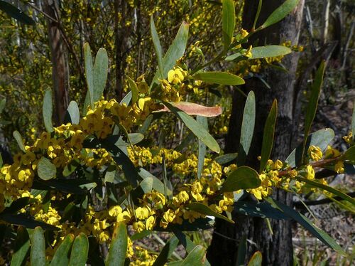 Daviesia suaveolens, 2025-10-14