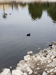 Fulica americana