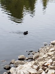 Fulica americana