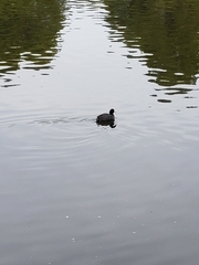 Fulica americana