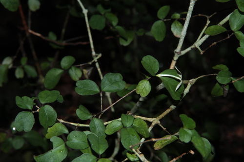 Pseuderanthemum repandum observed 2025-09-13