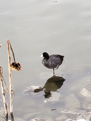 Fulica americana