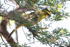 Gubernatrix cristata