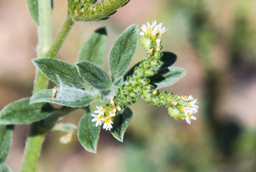 fourspike heliotrope
