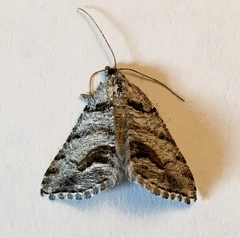 Macaria colata