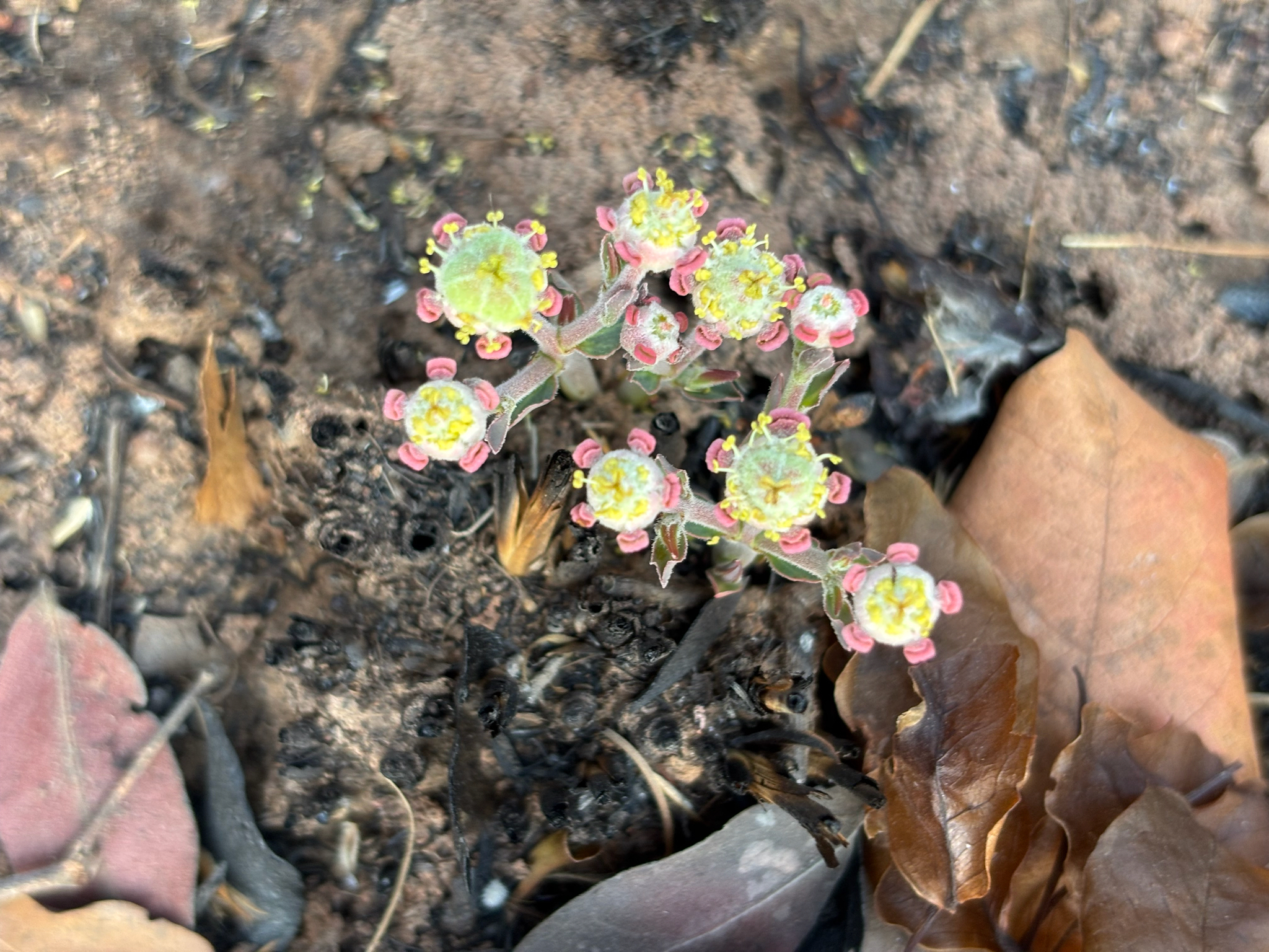 Euphorbia oatesii