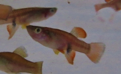 Brachyrhaphis roseni