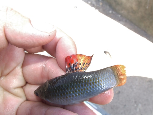 Gill's molly (Poecilia gillii) — Poeciliidae — 5