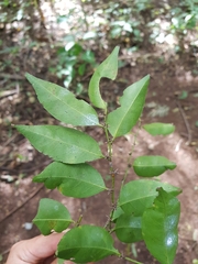 Casearia sylvestris