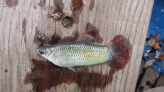 Poecilia gillii