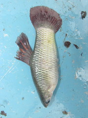 Poecilia gillii
