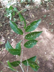 Casearia sylvestris