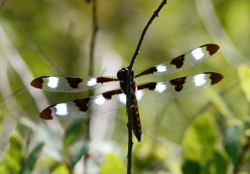 Twelve-spotted Skimmer photo 6