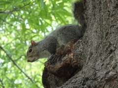 Sciurus carolinensis