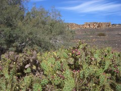 Opuntia stricta