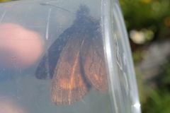 Erebia pharte