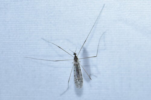 Unknown species found near Mt Washington, Baltimore, MD, USA