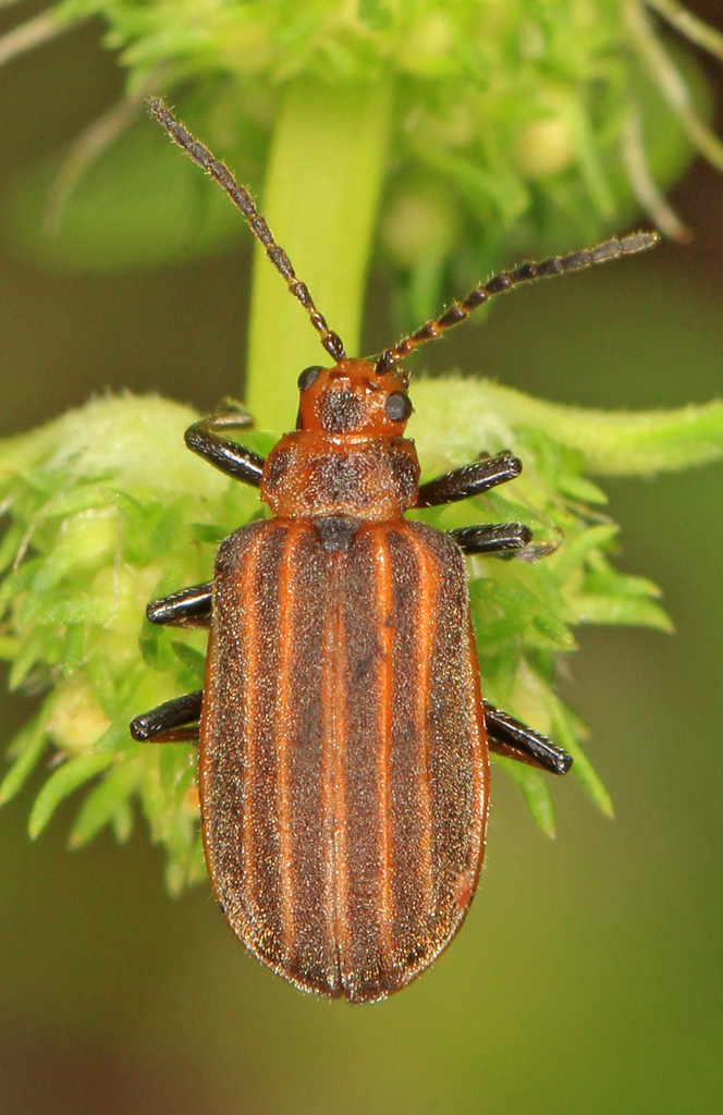 Skeletonizing leaf beetle