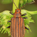 Neolochmaea dilatipennis - Photo (c) Judy Gallagher, algunos derechos reservados (CC BY), uploaded by Judy Gallagher